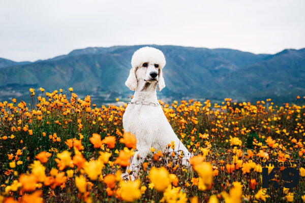 Standard Protection Poodle