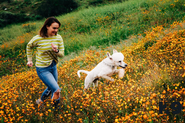 Protection Poodle running through field with owner
