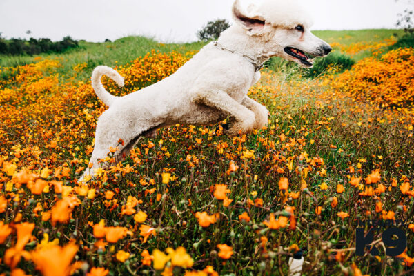 Protection Poodle jumping in flowers