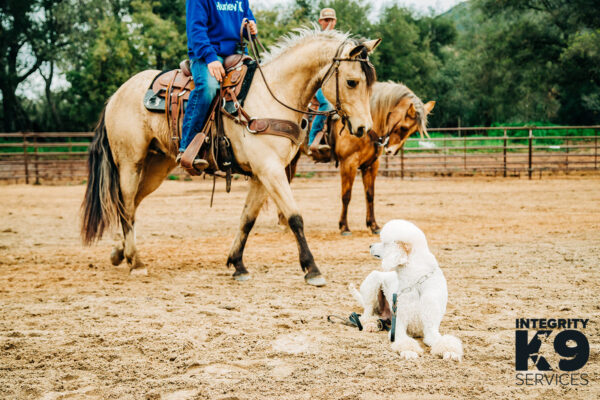 Protection Standard Poodle with horses