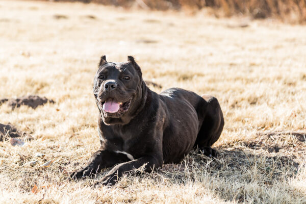 Protection Cane Corso