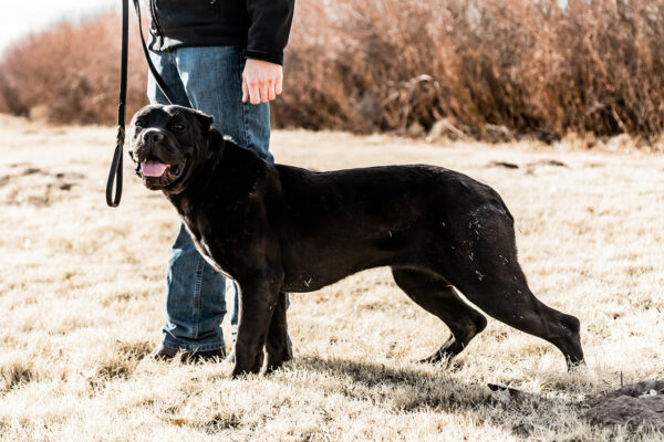 Protection Cane Corso