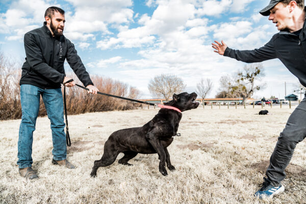 Cane Corse protection owner