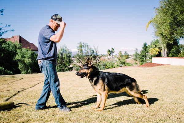 Protection German Shepherd with trainer