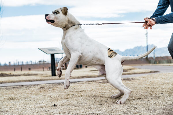 Protection Trained American Bulldog