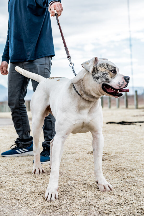 Protection American Bulldog