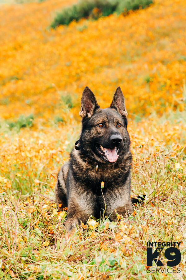 Protection trained Czech Shepherd