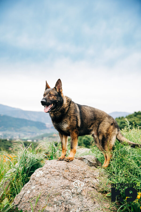 Protection Czech Shepherd