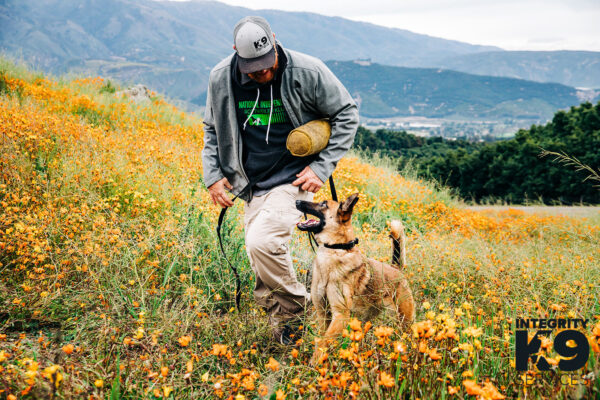 Protection Belgian Malinois with trainer
