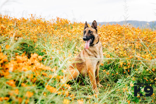 Protection Belgian Malinois in field