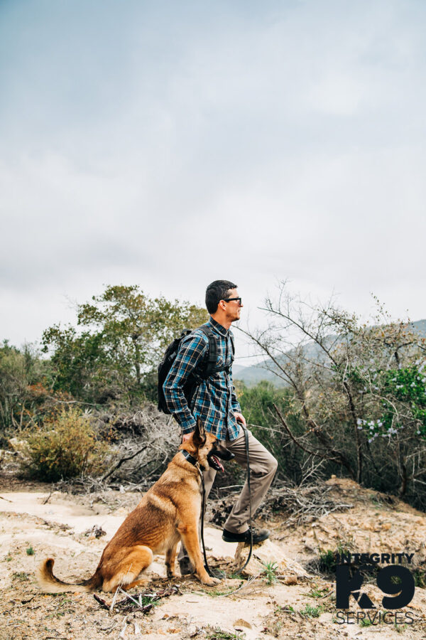 Protection Belgian Malinois with owner