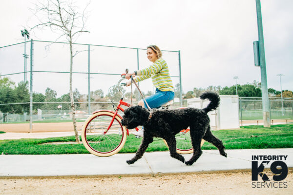 Protection Bouvier des Flandres while owner rides a bike