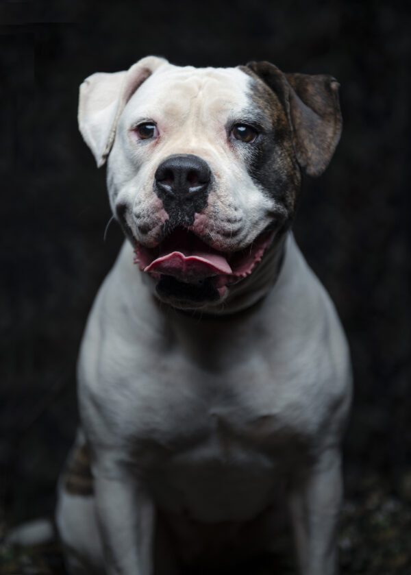 American Bulldog Protection Dog