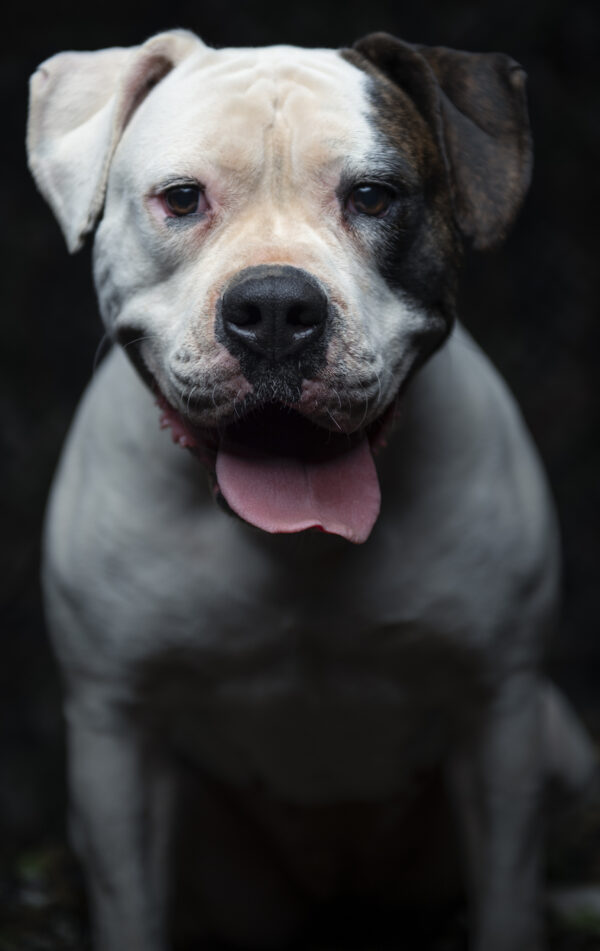 Protection American Bulldog