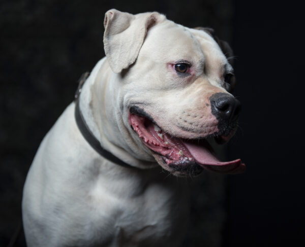 Protection trained American Bulldog