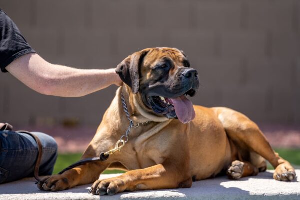 South African Boerboel with trainer