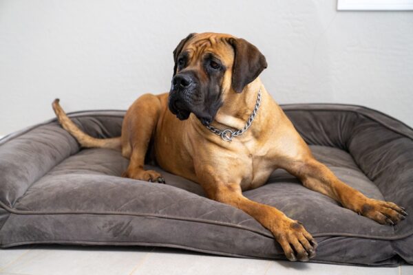 South African Boerboel Protection Dog