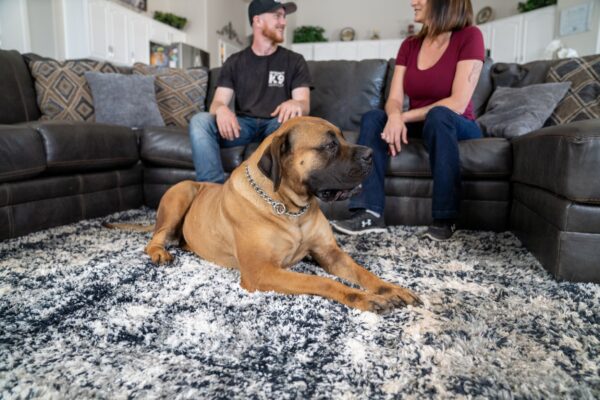 Protection South African Boerboel