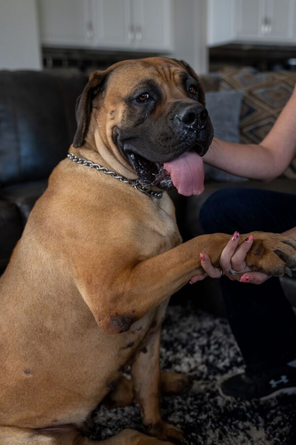 South African Boerboel protection dog