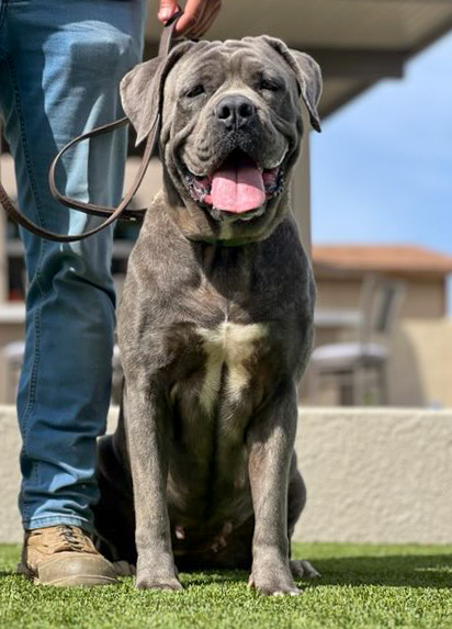 Cane Corso protection dog