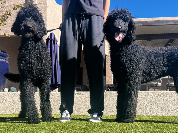 Poodle protection dogs with trainer