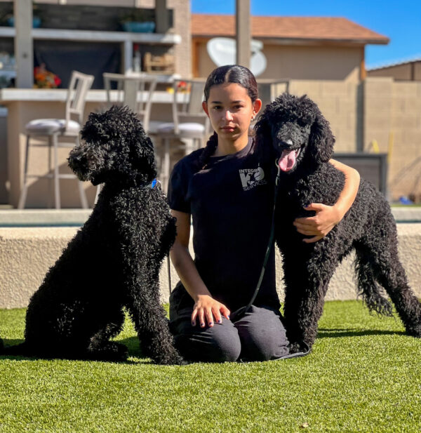Standard Poodle protection dogs