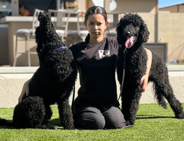 Protection trained Poodles with trainer