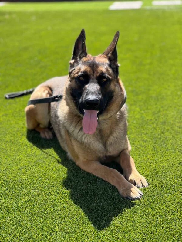 German Shepherd X Belgian Malinois protection dog