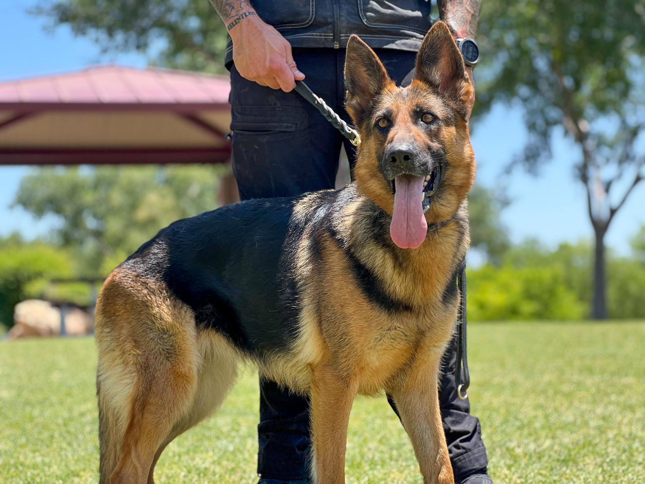 German Shepherd working dog