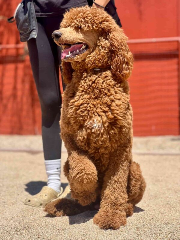 Fozzie