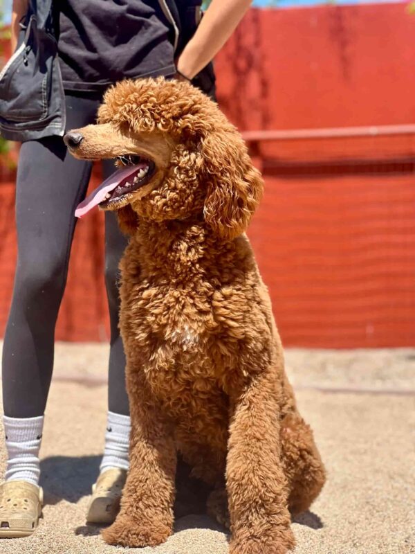 Fozzie - Image 4