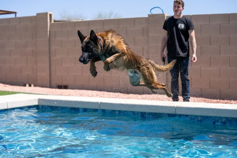Belgian Malinois protection dog jumping into pool